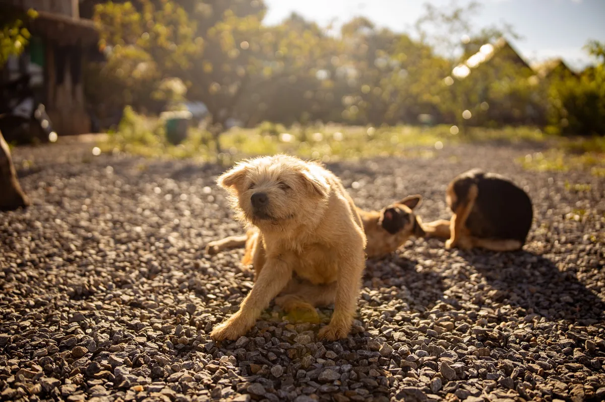 Perro rascándose por sarna