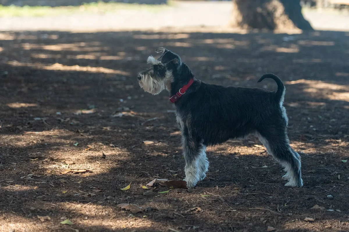 Perro Schnauzer