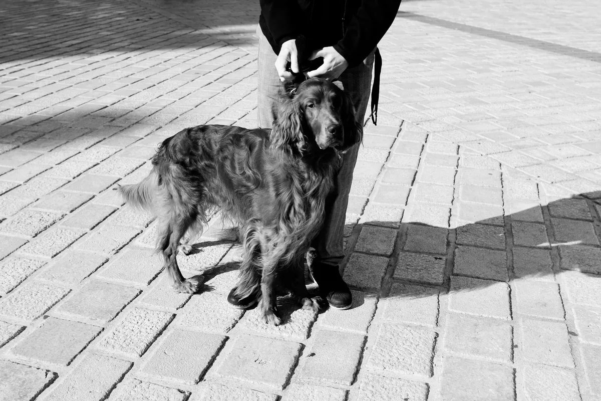 Perro de raza Setter Irlandés