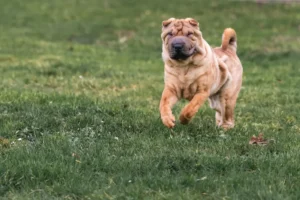 Shar Pei: carácter, cuidados y guía completa de la raza Perro de raza Shar Pei