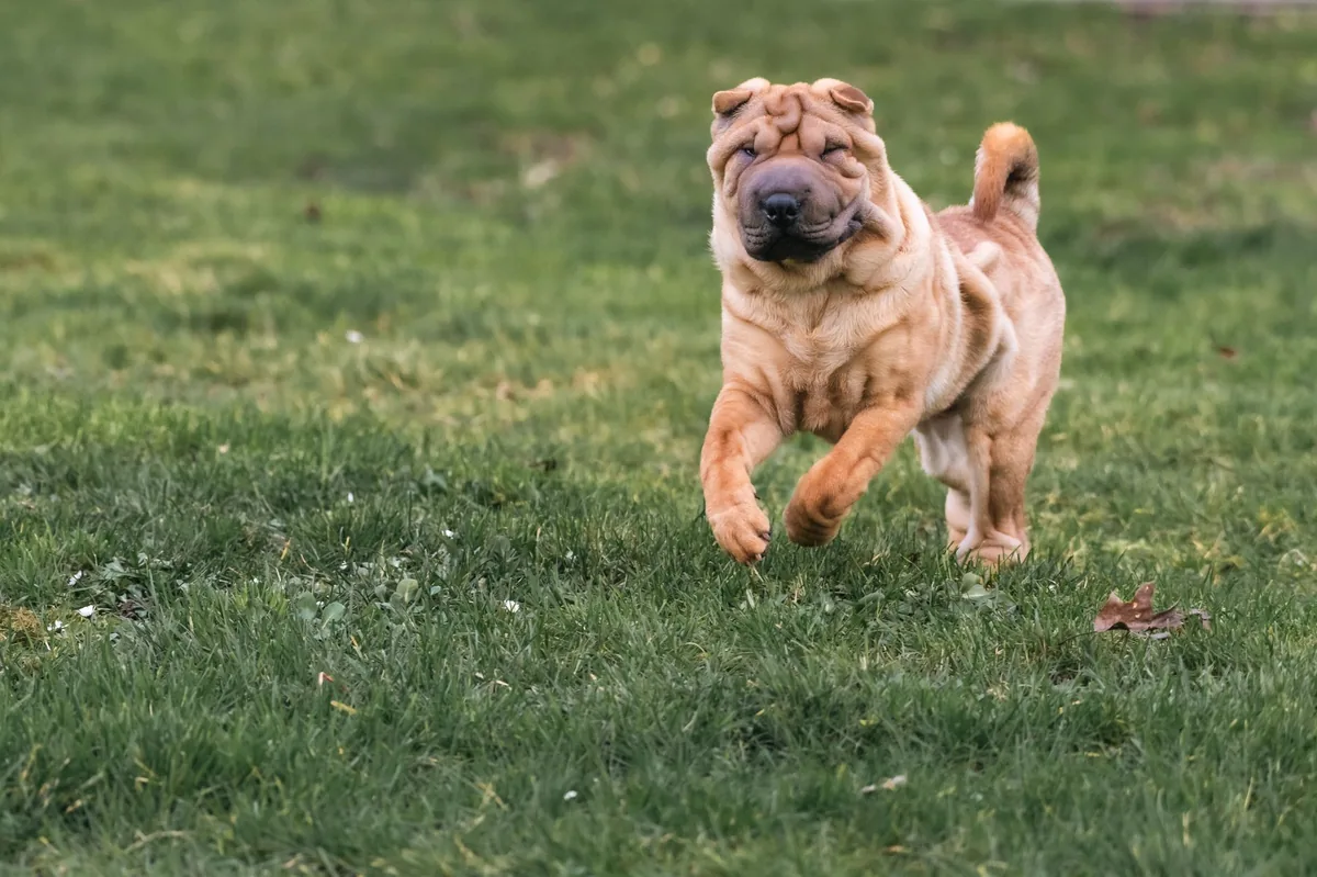 Perro de raza Shar Pei