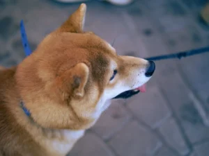Shiba Inu: carácter, cuidados y guía completa de la raza Perro de raza Shiba Inu