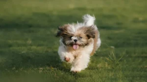 Perro de raza Shih Tzu