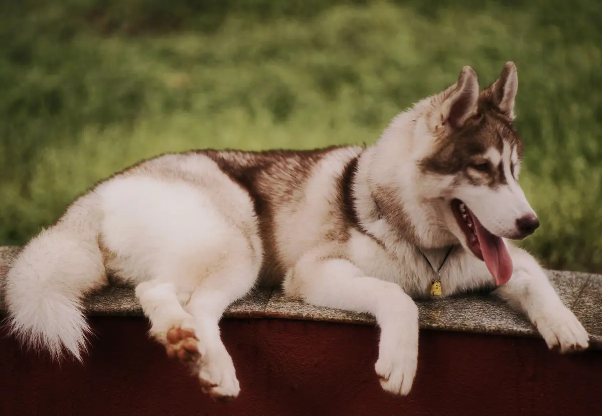 Perro Husky Siberiano
