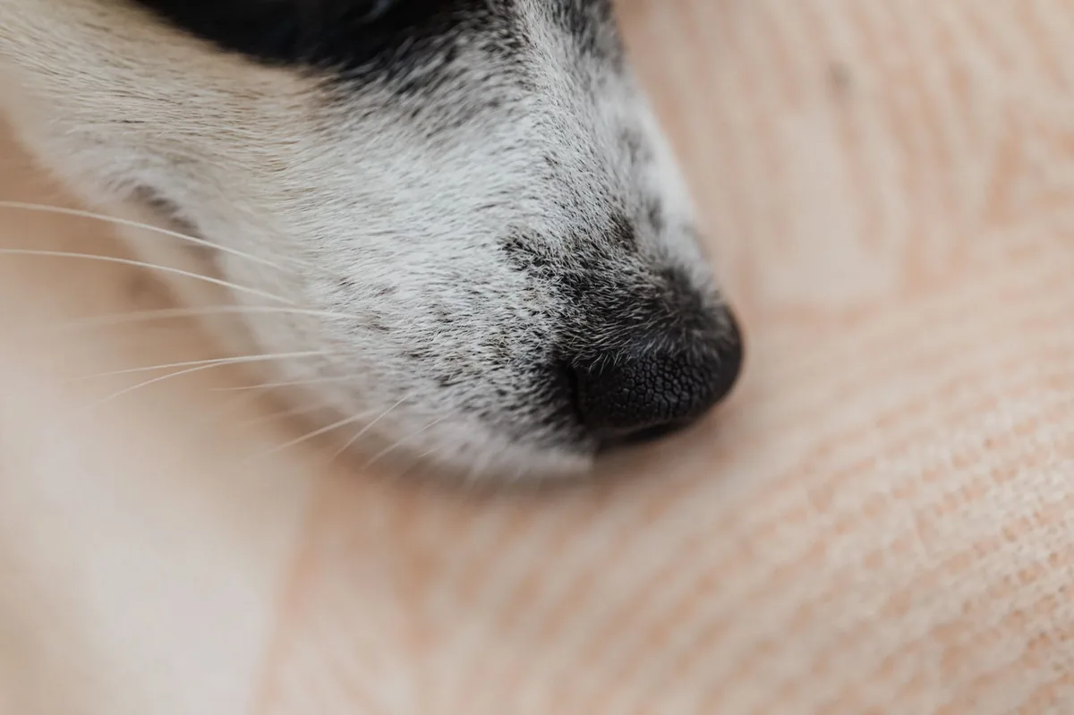 Piel y pelo de un perro con tiña
