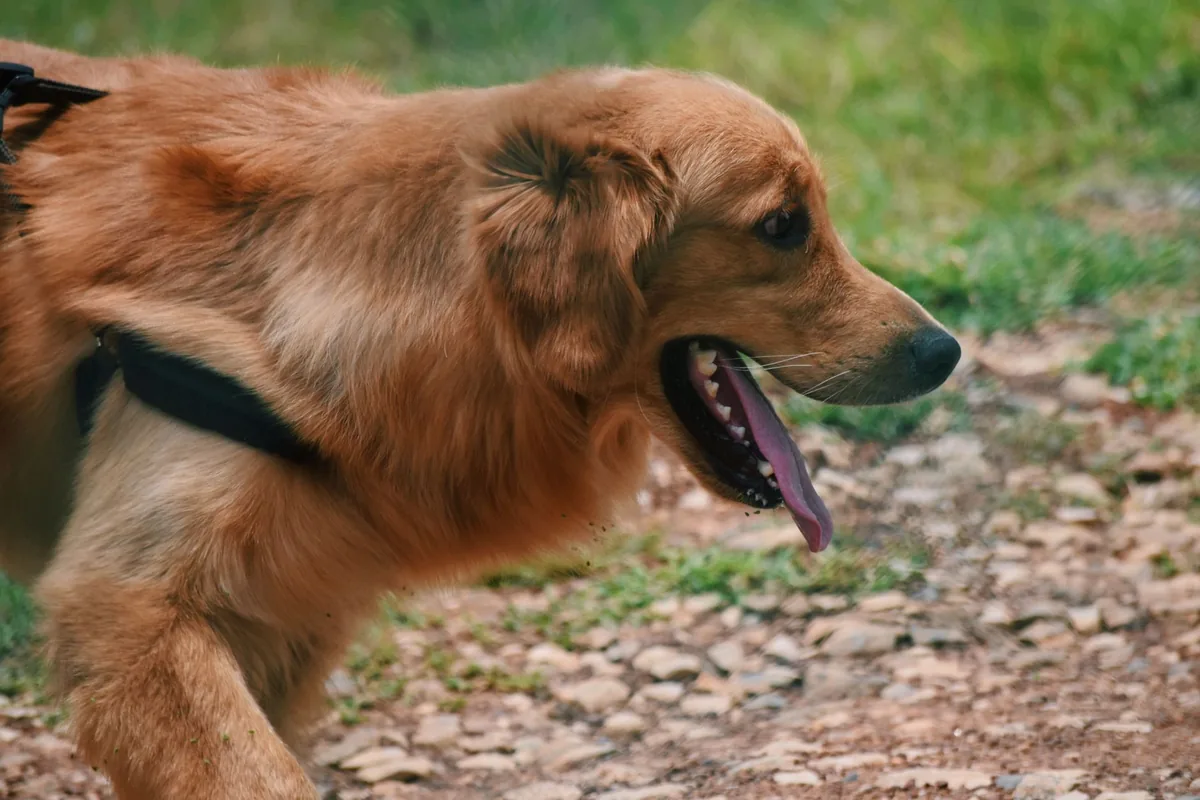 Perro con la boca abierta por tos