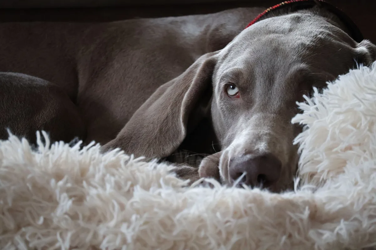 Perro de raza Weimaraner