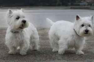 Perro de raza West Highland White Terrier