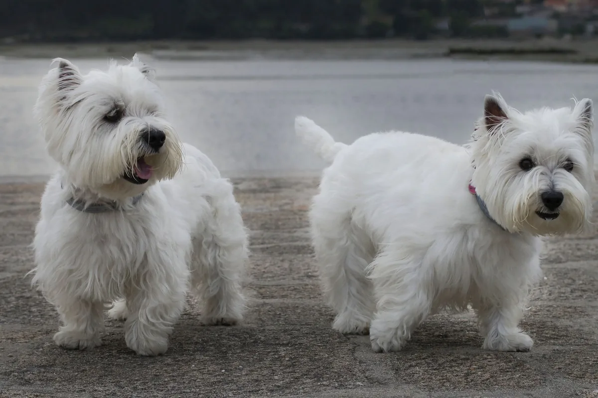 Perro de raza West Highland White Terrier