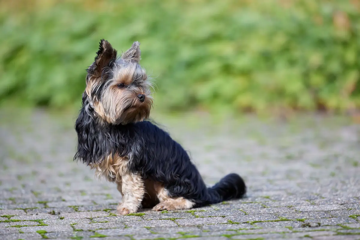 Perro Yorkshire Terrier